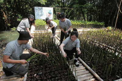 Penanaman pohon mangrove di Taman Wisata Alam Mangrove Angke, Kapuk, Jakarta, Selasa (1/11/2022).