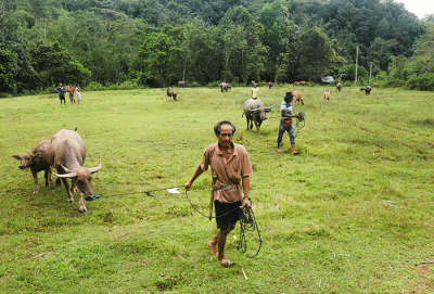 Sejumlah hewan ternak jenis kerbau mulai meramaikan Pasar Hewan Bolu, Kabupaten Toraja Utara, Sulawesi Selatan.
