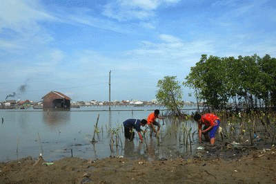 Penanaman bibit mangrove di Banjir Kanal Barat, Tambakrejo, Semarang, Jawa Tengah, Kamis (24/11/2022).