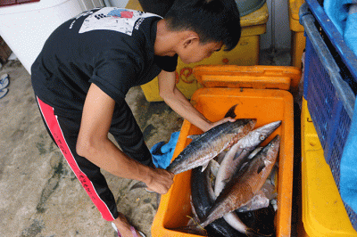 Pengepul ikan dan pembudidaya ikan keramba apung menunjukkan ikan di kawasan Pulau Panggang, Kepulauan Seribu Utara, Provinsi DKI Jakarta, Senin (5/12/2022).