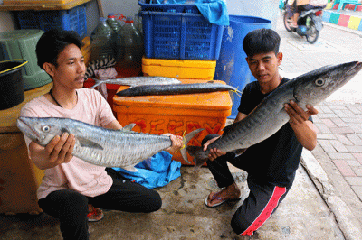 Pengepul ikan dan pembudidaya ikan keramba apung menunjukkan ikan di kawasan Pulau Panggang, Kepulauan Seribu Utara, Provinsi DKI Jakarta, Senin (5/12/2022).