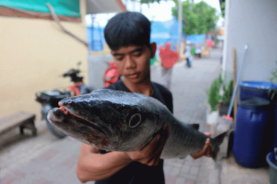Pengepul ikan dan pembudidaya ikan keramba apung menunjukkan ikan di kawasan Pulau Panggang, Kepulauan Seribu Utara, Provinsi DKI Jakarta, Senin (5/12/2022).
