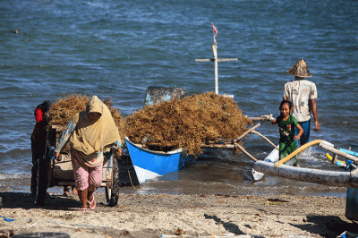Petani melakukan panen rumput laut di perairan Kabupaten Bantaeng, Sulawesi Selatan, Jumat (9/12/2022).