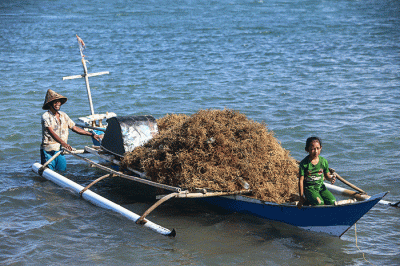 Petani melakukan panen rumput laut di perairan Kabupaten Bantaeng, Sulawesi Selatan, Jumat (9/12/2022).