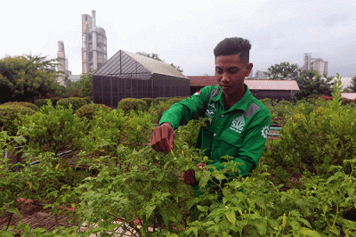 Pekerja merawat tanaman di Edupark, Pabrik Semen Gresik di Rembang, Jawa Tengah, Jumat (16/12/2022).