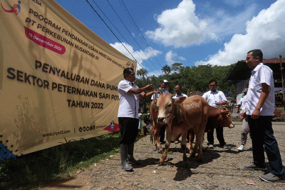 Para mitra peternak sebelumnya juga sudah dibekali pengetahuan terkait pakan dan kesehatan ternak, agar dapat meningkatkan kualitas sapi potong peliharaan.