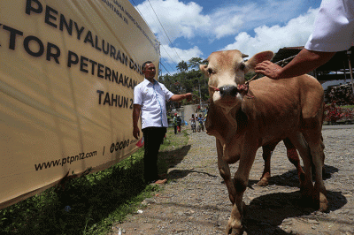 Para mitra peternak sebelumnya juga sudah dibekali pengetahuan terkait pakan dan kesehatan ternak, agar dapat meningkatkan kualitas sapi potong peliharaan.