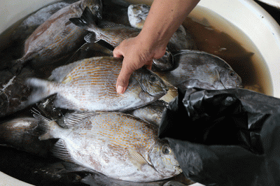 Suasana Aktivitas pedagang Ikan di Pasar Ikan Muara Angke, Jakarta, Kamis (29/12/2022).