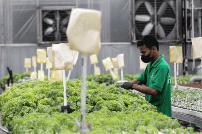 Pekerja merawat sayuran di Kebun Hidroponik Greenville Farm Tanjung Duren, Jakarta, Senin (2/1/2023).