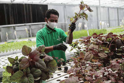 Pekerja merawat sayuran di Kebun Hidroponik Greenville Farm Tanjung Duren, Jakarta, Senin (2/1/2023).