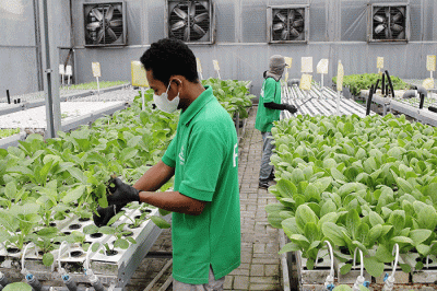 Pekerja merawat sayuran di Kebun Hidroponik Greenville Farm Tanjung Duren, Jakarta, Senin (2/1/2023).