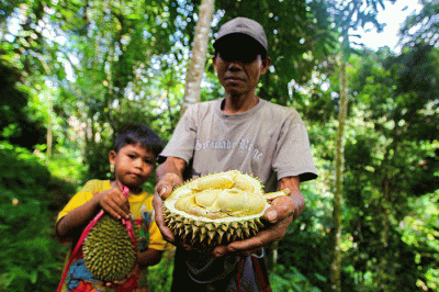 Petani durian saat memanen di lahan miliknya di Kecamatan Cikakak, Kabupaten Sukabumi, Jawa Barat, Minggu (1/1/2023).