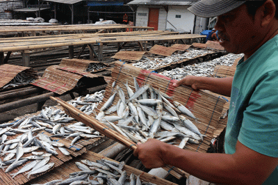 Pengolah ikan asin menjemur ikan jenis japu yang telah diproses menjadi ikan asin di Pengasin Muara Angke, Jakarta, Selasa (3/1/2023).