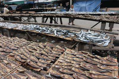 Pengolah ikan asin menjemur ikan jenis japu yang telah diproses menjadi ikan asin di Pengasin Muara Angke, Jakarta, Selasa (3/1/2023).