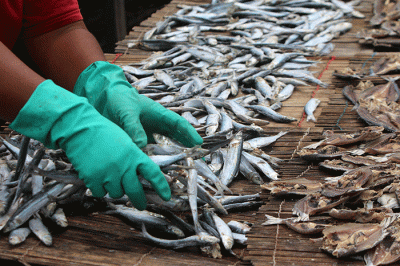 Pengolah ikan asin menjemur ikan jenis japu yang telah diproses menjadi ikan asin di Pengasin Muara Angke, Jakarta, Selasa (3/1/2023).