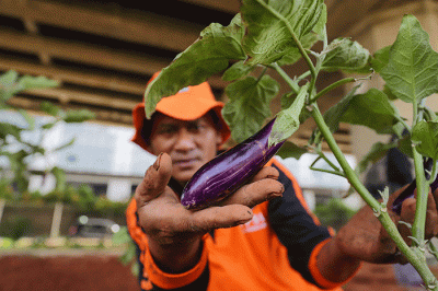Petugas Penanganan Prasarana dan Sarana Umum (PPSU) melakukan penanman bibit terong di kolong Tol Bekasi Cawang Kampung Melayu (Becakayu).