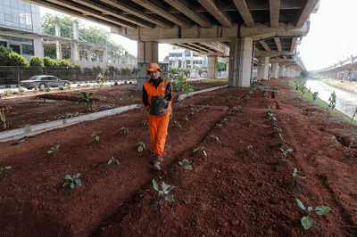 Petugas Penanganan Prasarana dan Sarana Umum (PPSU) melakukan penanman bibit terong di kolong Tol Bekasi Cawang Kampung Melayu (Becakayu).
