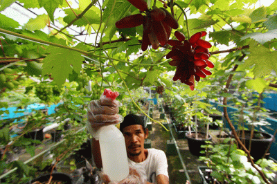 Anggota Komunitas Anggur Tangsel melakukan perawatan tanaman buah anggur di Balai Penyuluhan Kota Tangsel, Ciputat, Tangerang Selatan, Banten, Senin (9/1/2023).