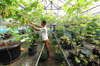 Anggota Komunitas Anggur Tangsel melakukan perawatan tanaman buah anggur di Balai Penyuluhan Kota Tangsel, Ciputat, Tangerang Selatan, Banten, Senin (9/1/2023).