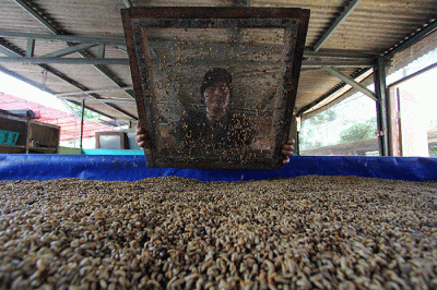 Pekerja memanen maggot yang dihasilkan dari sampah organik di Tempat Pengolahan Sampah Terpadu (TPST) Abu and Co di kawasan Serpong, Tangerang Selatan.