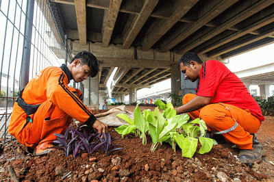 Petugas Dinas Pertamanan dan Kehutanan DKI Jakarta melakukan penataan lahan yang akan dibuat menjadi kawasan hijau di kolong Tol Becakayu.