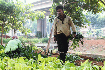 Petugas Dinas Pertamanan dan Kehutanan DKI Jakarta melakukan penataan lahan yang akan dibuat menjadi kawasan hijau di kolong Tol Becakayu.