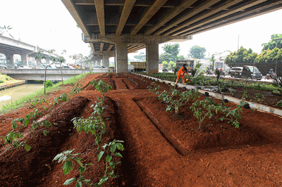 Petugas Dinas Pertamanan dan Kehutanan DKI Jakarta melakukan penataan lahan yang akan dibuat menjadi kawasan hijau di kolong Tol Becakayu.