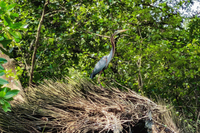 Biodiversity Warriors (BW) KEHATI melakukan sensus burung air Asia (Asian Waterbird Census) di Taman Wisata Alam Mangrove Angke Kapuk, Jakarta.