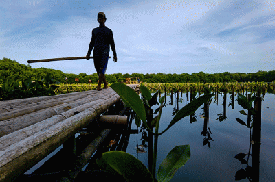 Petugas sedang menyelesaikan penanaman mangrove di area konservasi, hutan mangrove Muara Angke, Jakarta, Minggu (15/1/2023). 