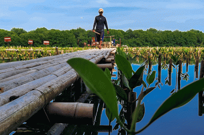 Petugas sedang menyelesaikan penanaman mangrove di area konservasi, hutan mangrove Muara Angke, Jakarta, Minggu (15/1/2023). 