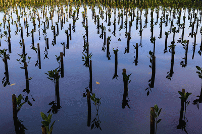 Petugas sedang menyelesaikan penanaman mangrove di area konservasi, hutan mangrove Muara Angke, Jakarta, Minggu (15/1/2023). 