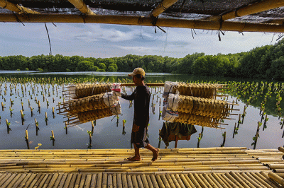 Petugas sedang menyelesaikan penanaman mangrove di area konservasi, hutan mangrove Muara Angke, Jakarta, Minggu (15/1/2023). 