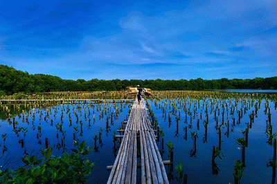 Petugas sedang menyelesaikan penanaman mangrove di area konservasi, hutan mangrove Muara Angke, Jakarta, Minggu (15/1/2023). 