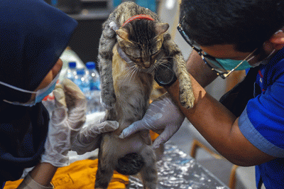 Warga Kota Palembang yang memiliki kucing antusias medatangi dan antre menunggu giliran pemeriksaan kesehatan dan vaksin gratis, di Palembang Indah Mall.
