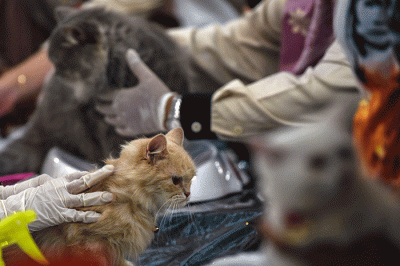 Warga Kota Palembang yang memiliki kucing antusias medatangi dan antre menunggu giliran pemeriksaan kesehatan dan vaksin gratis, di Palembang Indah Mall.