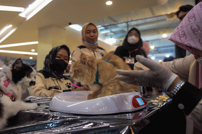 Warga Kota Palembang yang memiliki kucing antusias medatangi dan antre menunggu giliran pemeriksaan kesehatan dan vaksin gratis, di Palembang Indah Mall.