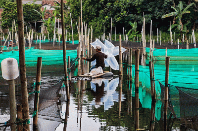 Peternak memanen ikan dari keramba di Situ Ciseeng, Bogor, Jawa Barat, Minggu (29/1/2023).