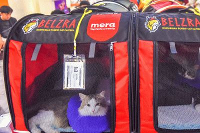 Dua juri internasional Veikko Saarela AB dari Finlandia dan Marteinn Tausen AB dari Islandia menilai kucing peserta The 216th ICA_FIFe Internasional Cat Show.
