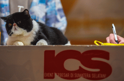 Dua juri internasional Veikko Saarela AB dari Finlandia dan Marteinn Tausen AB dari Islandia menilai kucing peserta The 216th ICA_FIFe Internasional Cat Show.