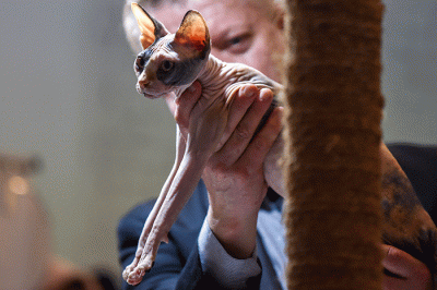 Dua juri internasional Veikko Saarela AB dari Finlandia dan Marteinn Tausen AB dari Islandia menilai kucing peserta The 216th ICA_FIFe Internasional Cat Show.