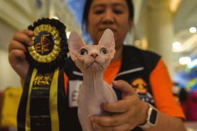 Dua juri internasional Veikko Saarela AB dari Finlandia dan Marteinn Tausen AB dari Islandia menilai kucing peserta The 216th ICA_FIFe Internasional Cat Show.