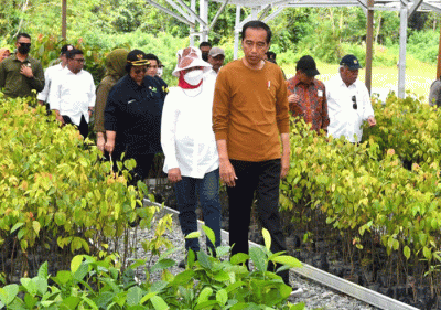 Presiden Joko Widodo meninjau Persemaian Mentawir di Kabupaten Penajam Paser Utara, Kalimantan Timur, Kamis (23/2/2023).