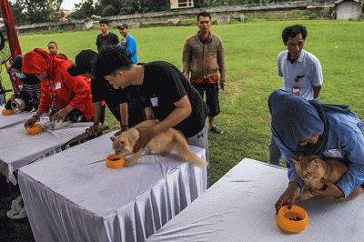 Puluhan ayam, kucing dan anjing bersama pemiliknya mengikuti lomba pada Palembang Pets Festival 2023 Stadion Kamboja Palembang, Sabtu (25/2/2023).