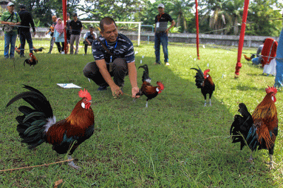 Puluhan ayam, kucing dan anjing bersama pemiliknya mengikuti lomba pada Palembang Pets Festival 2023 Stadion Kamboja Palembang, Sabtu (25/2/2023).
