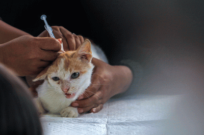 Warga antusias mendatangi layanan Vaksin Rabies gratis untuk hewan peliharaan kucing dan anjing di Taman Kambang Iwak Palembang, Minggu (5/3/2023).
