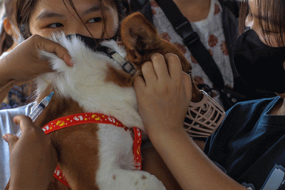 Warga antusias mendatangi layanan Vaksin Rabies gratis untuk hewan peliharaan kucing dan anjing di Taman Kambang Iwak Palembang, Minggu (5/3/2023).