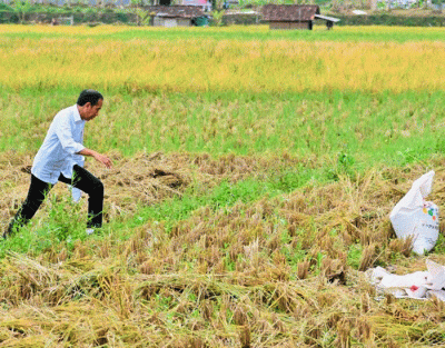 Presiden Jokowi berbincang dengan petani yang sedang memanen padi di Bandung, Jawa Barat, Senin (6/3/2023).