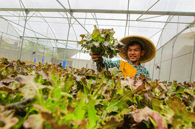 Sejumlah santri melakukan perawatan sayuran Red Oakleaf yang ditanam secara hidroponik di Pondok Pesantren Ulul Ilmi di Jakarta, Kamis (9/3/2023).