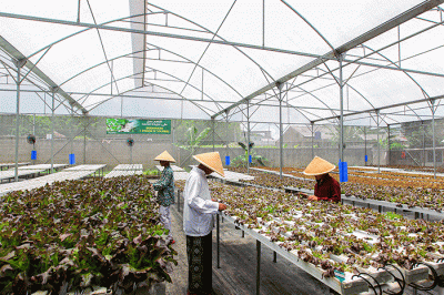 Sejumlah santri melakukan perawatan sayuran Red Oakleaf yang ditanam secara hidroponik di Pondok Pesantren Ulul Ilmi di Jakarta, Kamis (9/3/2023).