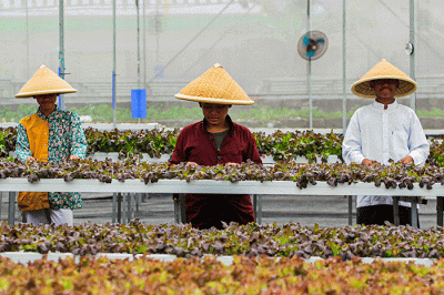 Sejumlah santri melakukan perawatan sayuran Red Oakleaf yang ditanam secara hidroponik di Pondok Pesantren Ulul Ilmi di Jakarta, Kamis (9/3/2023).